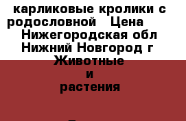 карликовые кролики с родословной › Цена ­ 850 - Нижегородская обл., Нижний Новгород г. Животные и растения » Другие животные   